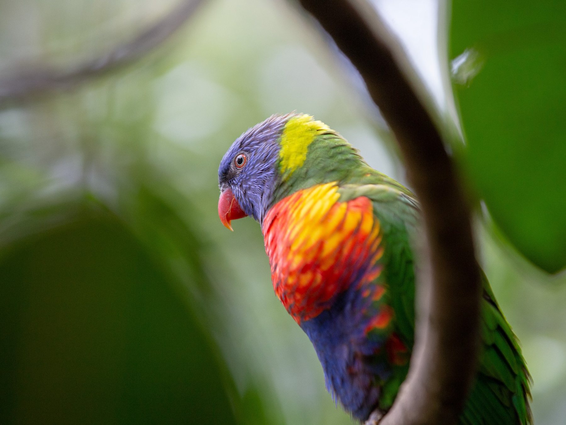 [House & Land] Windaroo Green Estate, Bannockburn OpenLot